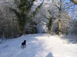 Image: Fishing Lakes path in winter